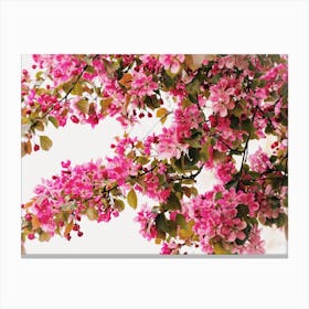 Dark Pink Flower Tree Canvas Print