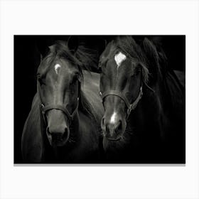 Black Horses Canvas Print