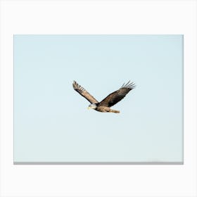 Eagle Soaring In The Blue Sky Canvas Print