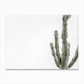 Green Cactus_2251410 Canvas Print