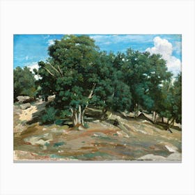 Fontainebleau Oak Trees At Bas Bréau, Camille Pissarro Canvas Print