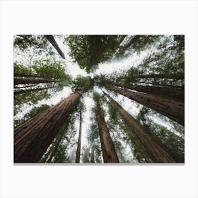 Redwood Forest Sky Canvas Print