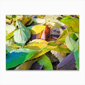 Autumn Leaves 20191206 5ppub Canvas Print
