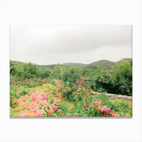 Pink Flowers On a Mountain  Canvas Print