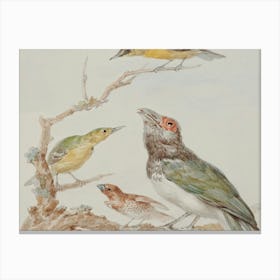 Group Of Birds Canvas Print