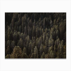 Aerial View Of A Forest Canvas Print