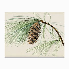 Pine Cone Canvas Print