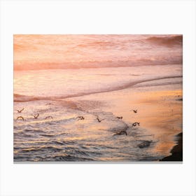 Birds On The Beach At Sunset Canvas Print