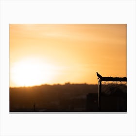Pigeon Sunrise Golden Hour Morocco     Canvas Print