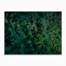 Forrest Canvas Print