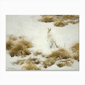 Vinterhare Bland Tuvor - The Snow Hare by Bruno Liljefors (1906) Canvas Print