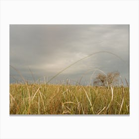 Tall Grasses Stampe su tela