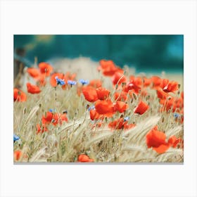 Field Of Poppies 3 Canvas Print