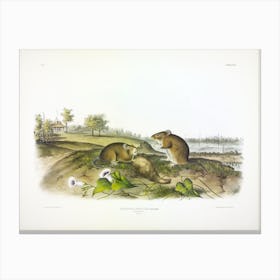 Cotton Rat, John James Audubon Canvas Print