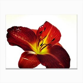 Red Lily Canvas Print