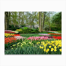 Tulip Garden 1 Canvas Print