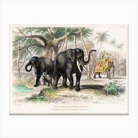 Asiatic Elephant And Caparisoned Elephant, Oliver Goldsmith Canvas Print