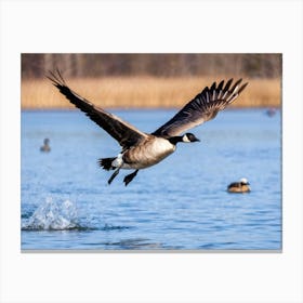 Canadian Goose In Mid Flight Over A Michigan Lake Wings Spread Glossy Black With Bright White Trail Canvas Print