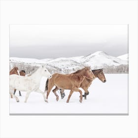 Horses In Snow Canvas Print