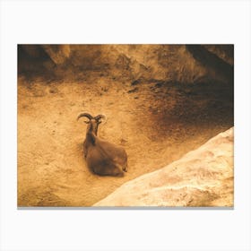 A Mountain Goat In A Frame Of Rocks Canvas Print