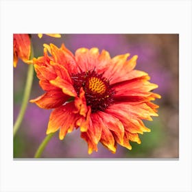 Gaillardia Blanket Flower Canvas Print