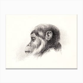 Monkey Head (1878–1890), Theo Van Hoytema Canvas Print