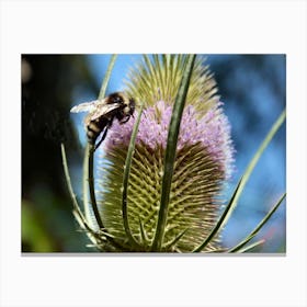 bumbling around a teazel Canvas Print