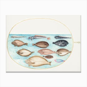 Sole And Other Flatfish With Bandfish (1575–1580), Joris Hoefnagel Canvas Print