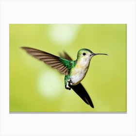 Hummingbird Canvas Print