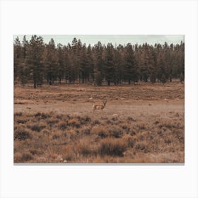 Pronghorn In Field Canvas Print