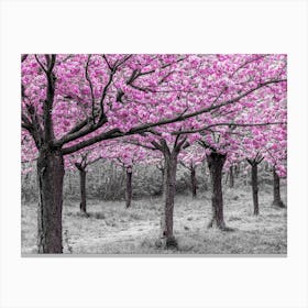 Cherry Tree Alley In Bloom Canvas Print
