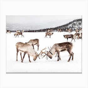 Playing Reindeers In Norway Canvas Print