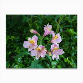 Pink Lily 1 Canvas Print