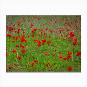 Field Of Red Anemones 1 Canvas Print