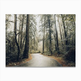 Redwood Road - National Park Photography Canvas Print