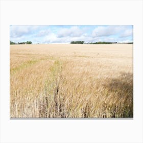 Barley field , Fife 11579 Canvas Print