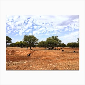 Goats In Trees In Morocco (Africa Series) Canvas Print