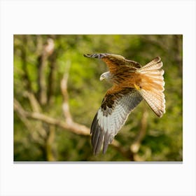 Autumn Red Kite Canvas Print