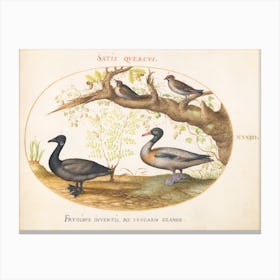 Animalia Volatilia Et Amphibia, Joris Hoefnagel (4) Canvas Print