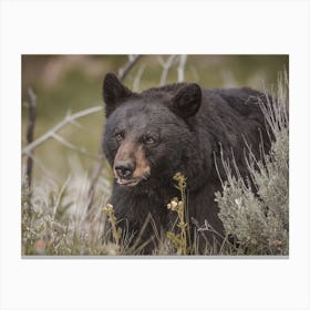 Spring Black Bear Canvas Print