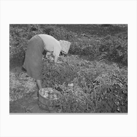 Daughter Of Tenant Farmer Living Near Muskogee, Oklahoma, Picking Tomatoes, Refer To General Caption Canvas Print