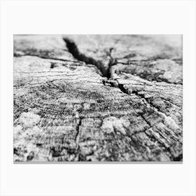 Close up of a wooden pile head on the beach // The Netherlands // Travel Photography Canvas Print