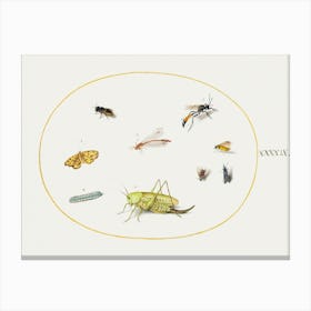 A Grasshopper, A Caterpillar, A Butterfly, A Moth, And Other Insects, (1575–1580), Joris Hoefnagel Canvas Print