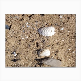 Shells On The Beach 2 Canvas Print