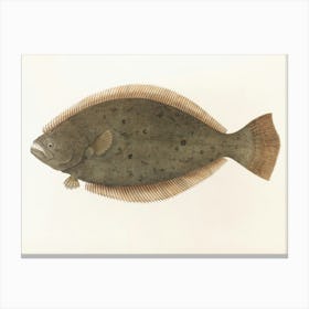 Vintage Flounder Canvas Print