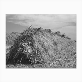 Large Stack Of Kaffir Corn To Be Used For Feed For Cows At Dairy, Tom Green County, Near San Angelo, Texas By Canvas Print