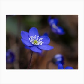 Blue Daffodils Canvas Print