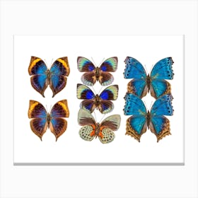 Collection Of Coloured Butterflies Canvas Print