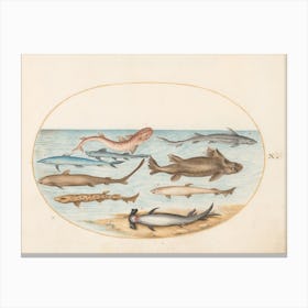 Aquatic And Shellfish Animals, Joris Hoefnagel (6) Canvas Print