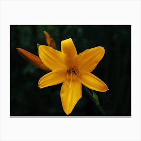 Yellow Lily Canvas Print